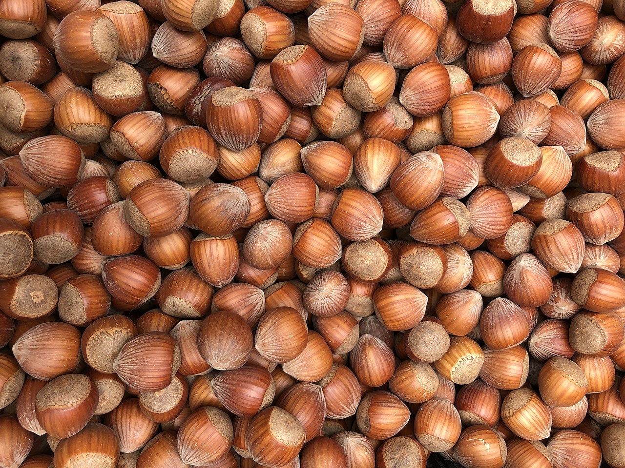 Hazelnut nuts in shell