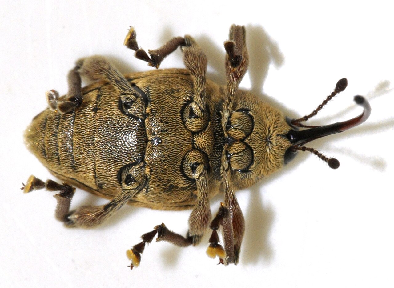 Filbert weevil (Curculio nucum), the most dangerous hazelnut pest with a characteristic long snout