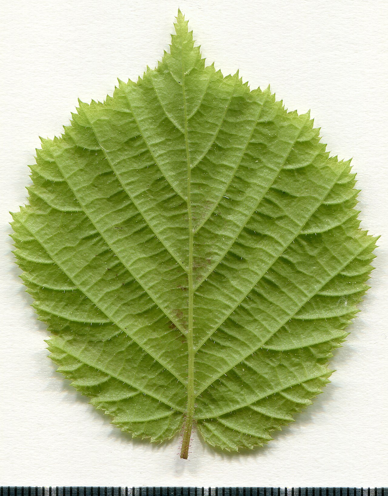Hazel leaf: obovate, cordate at the base, doubly serrated margin