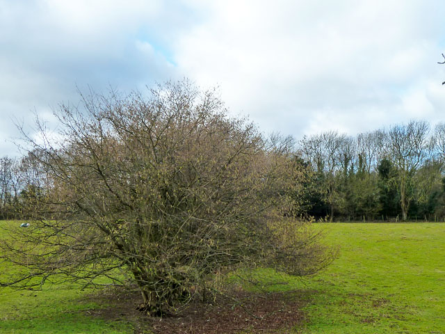 hazelnut bush in field