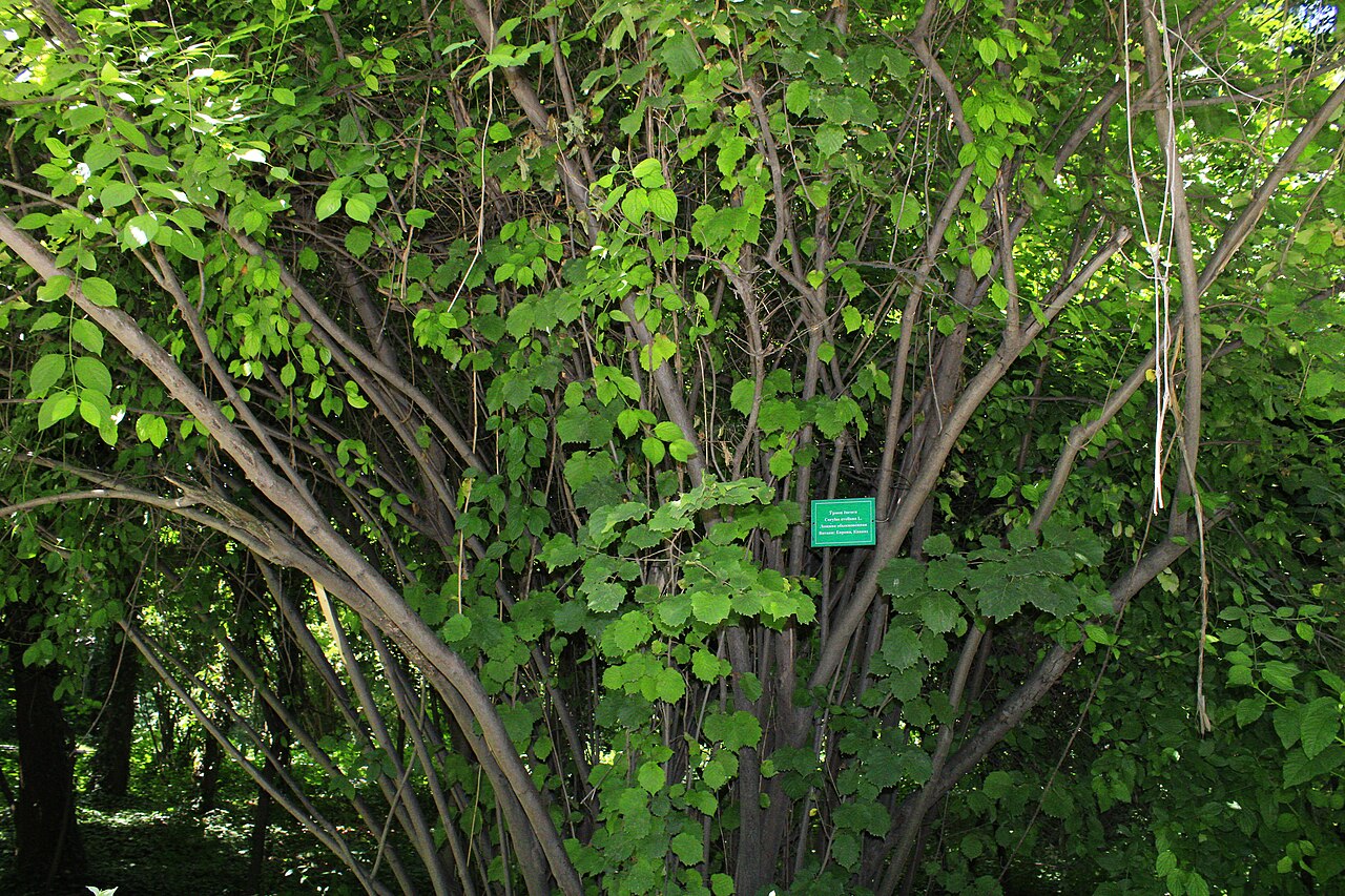 Hazelnuts (hazelnuts) in green leafy husk on a shoot