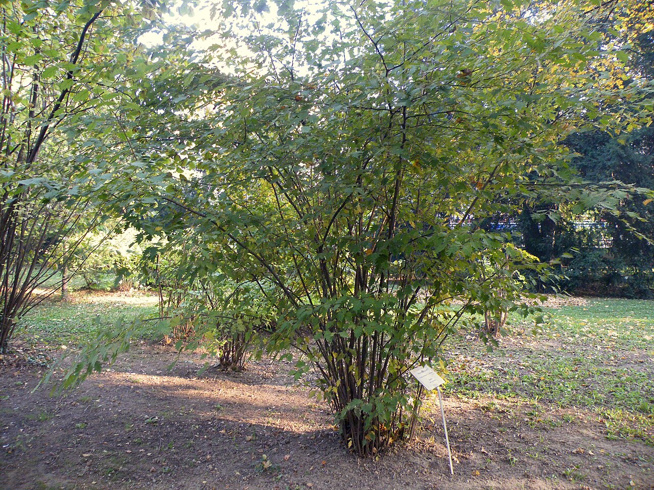 Corylus avellana shrub in garden