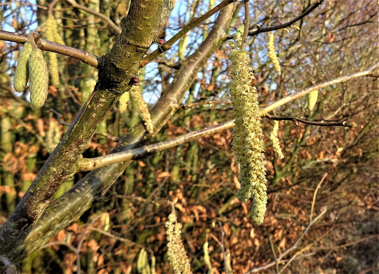 Male hazel flowers in catkins (Corylus avellana)
