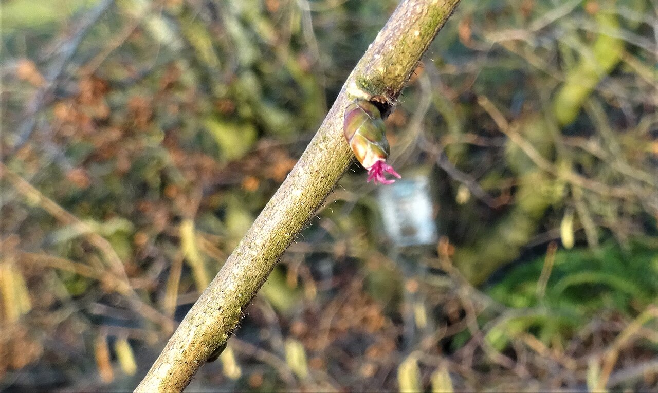 Female hazel flower with red stigmas (Corylus avellana)