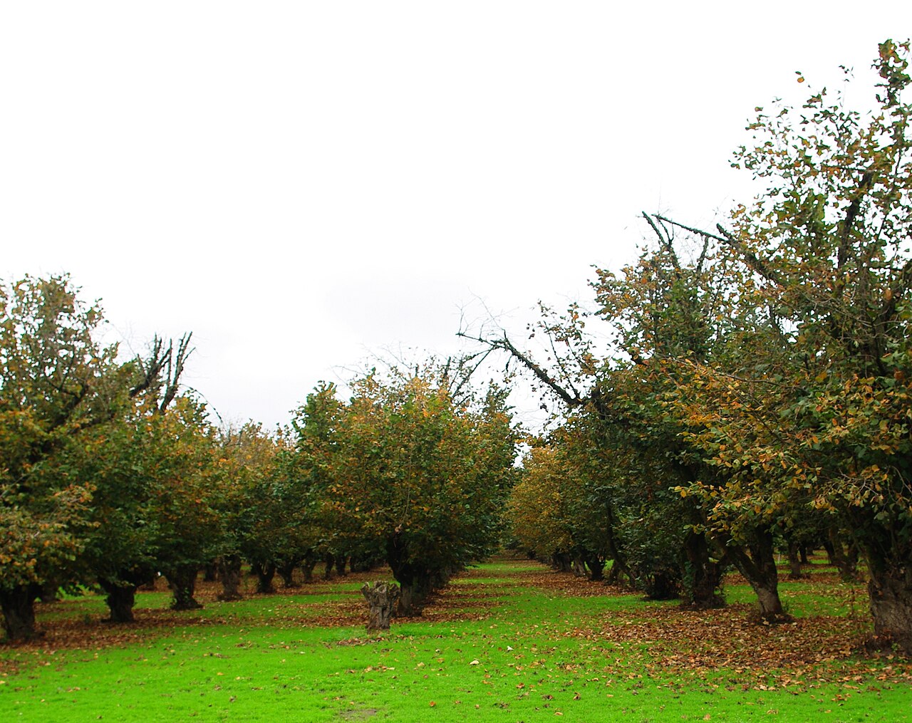 Hazelnut orchard with canopies intercepting sunlight (Oregon)