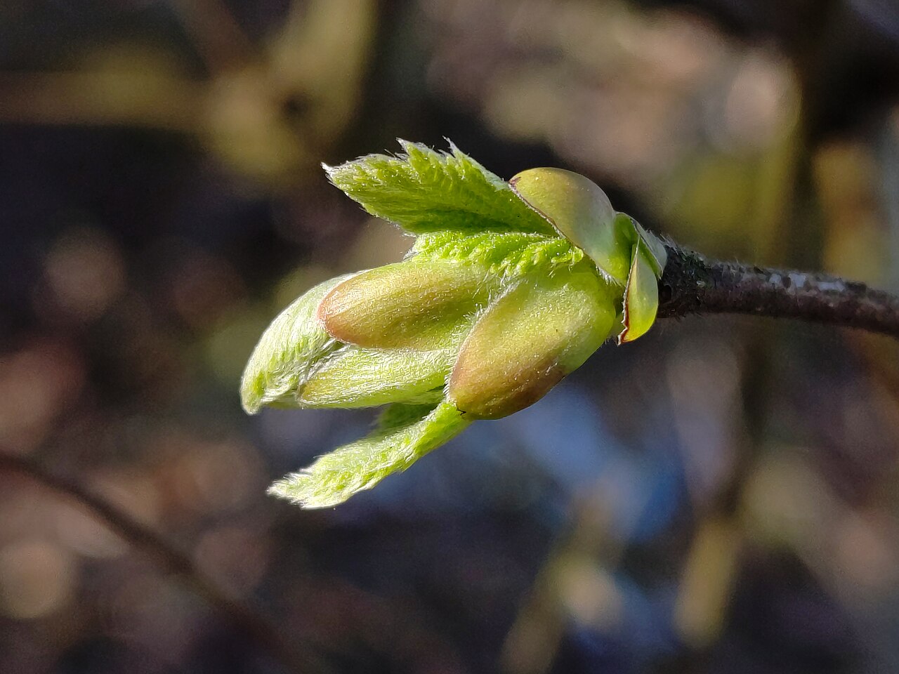 Hazelnut orchard in dormancy (winter) — open, airy canopy lets light into the interior
