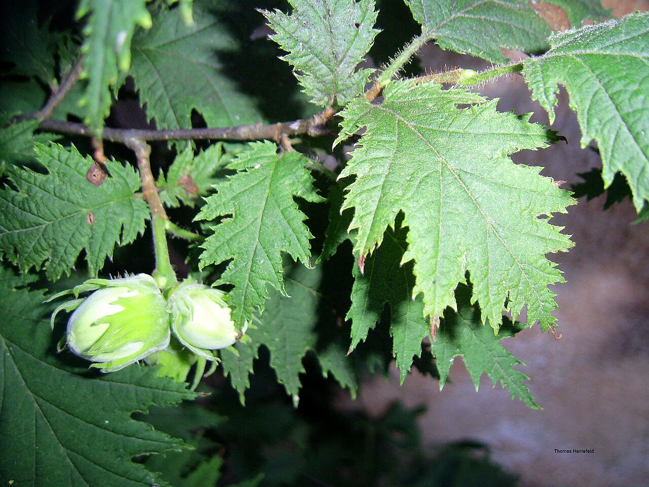 Hazelnut leaves and green nuts