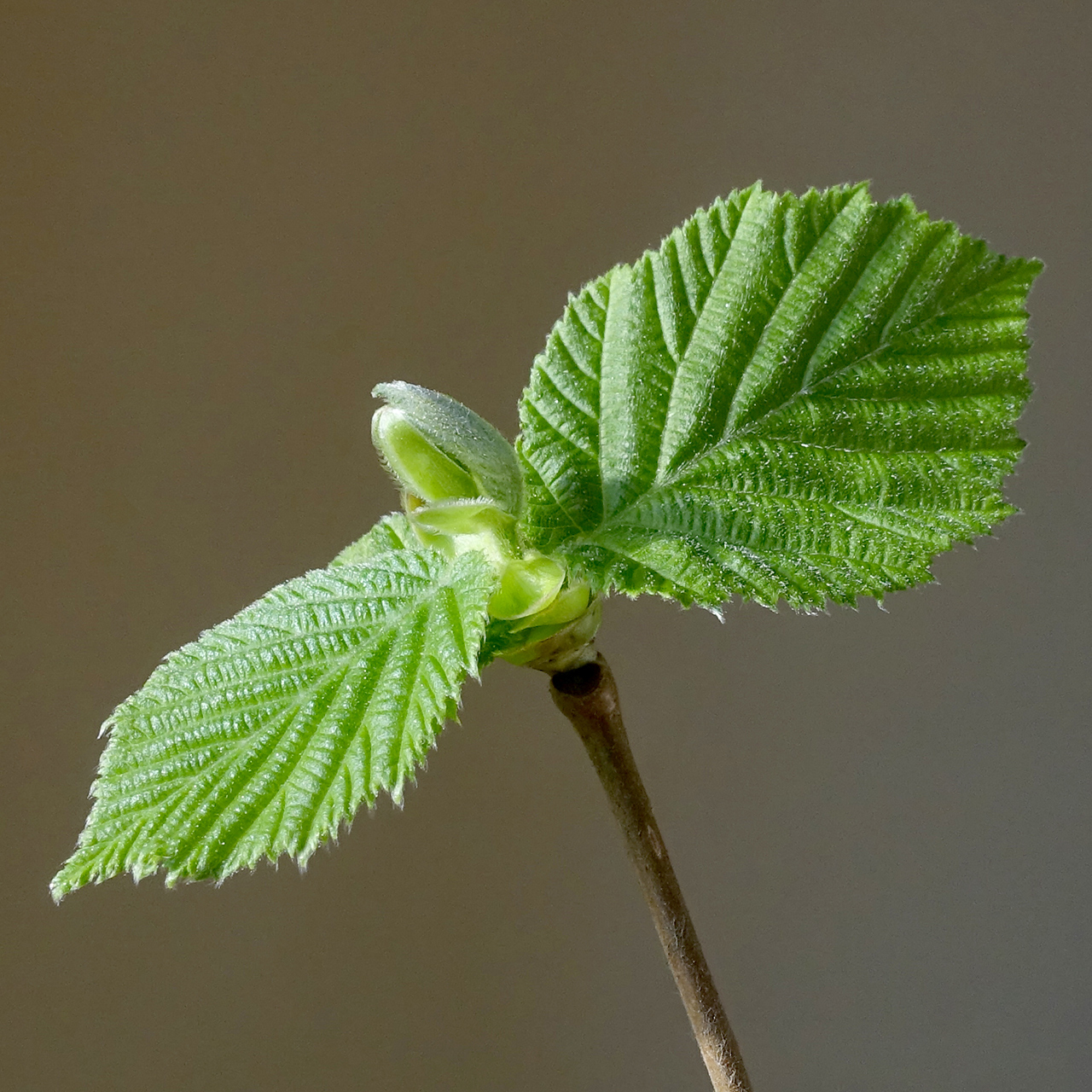 Hazelnut leaves (Corylus avellana)
