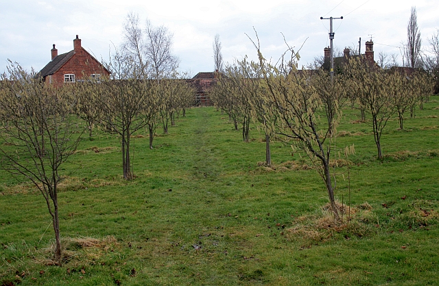 Hazelnut orchard