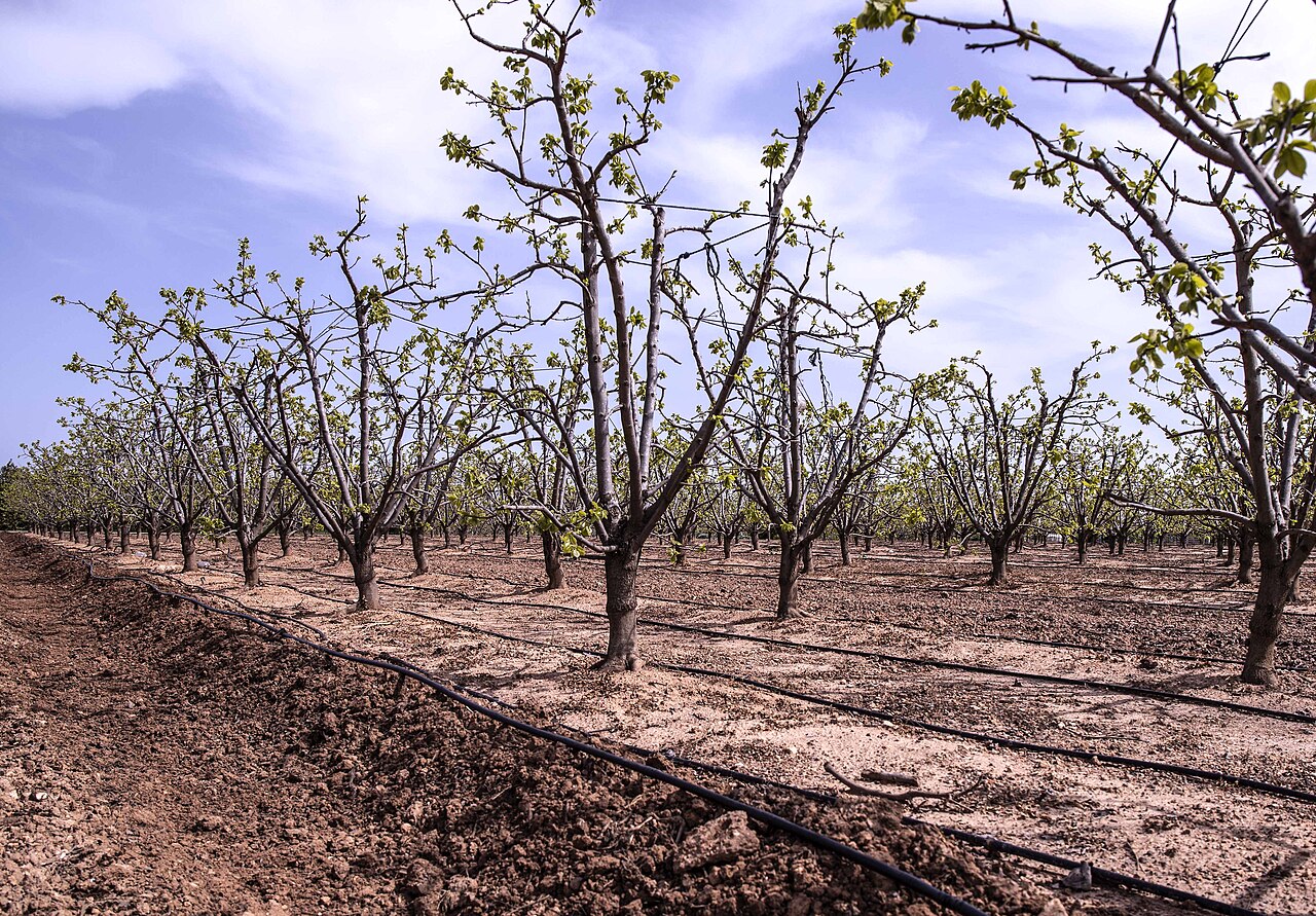 Irrigation system in hazelnut orchard