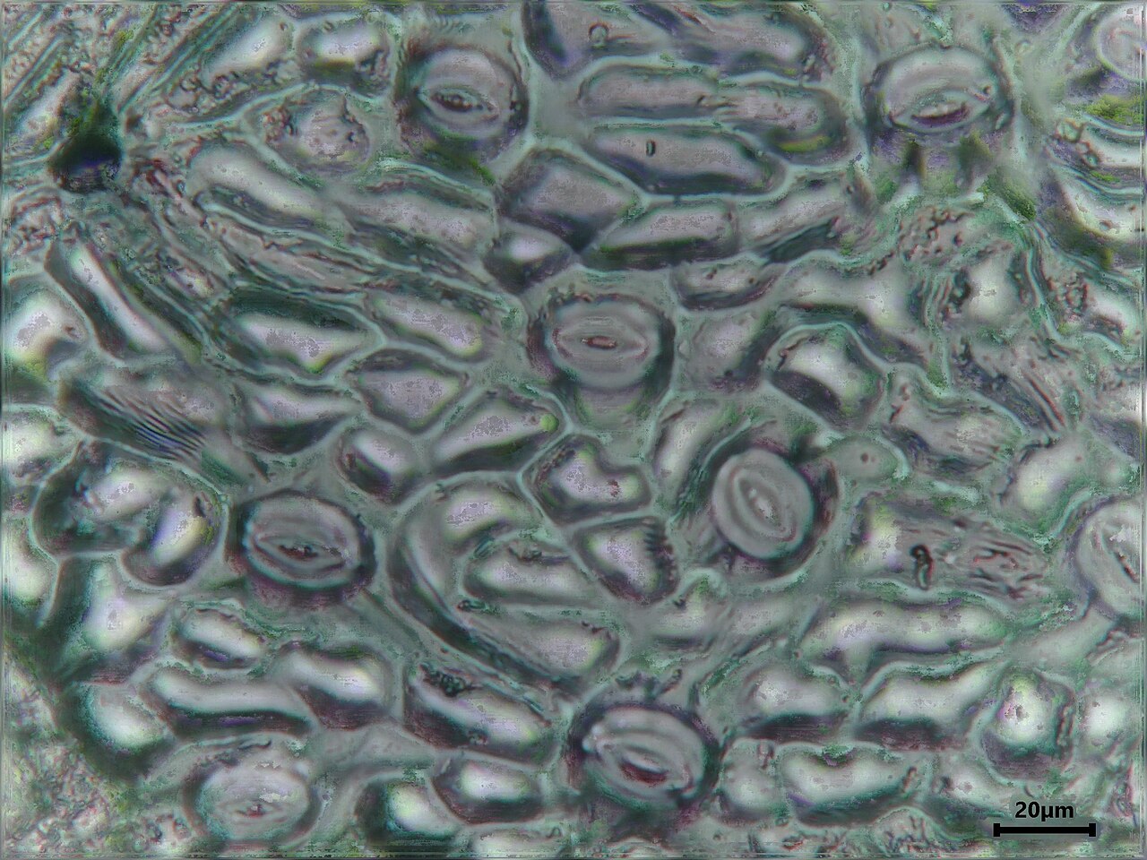 Epidermal imprint of a hazelnut leaf (Corylus avellana) with visible stomata, 400x magnification