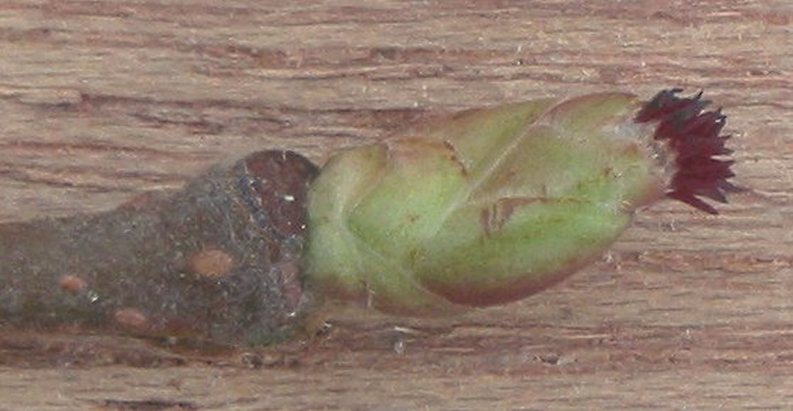 Closed hazelnut flower bud during winter dormancy