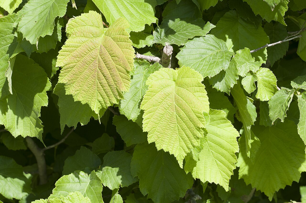 Hazelnut leaves, the main vegetative organ developing after flowering