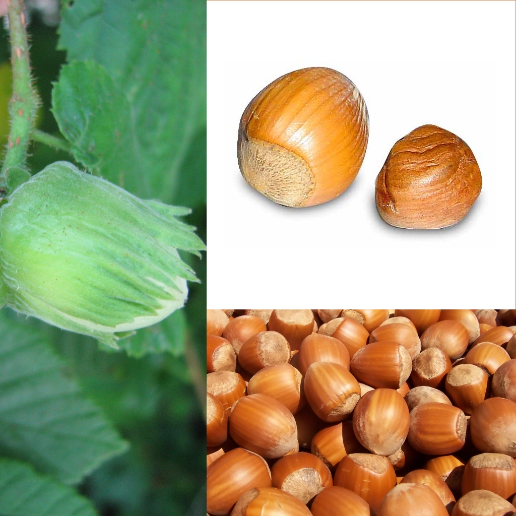 Developing green hazelnut fruits surrounded by a green leafy husk (involucre)