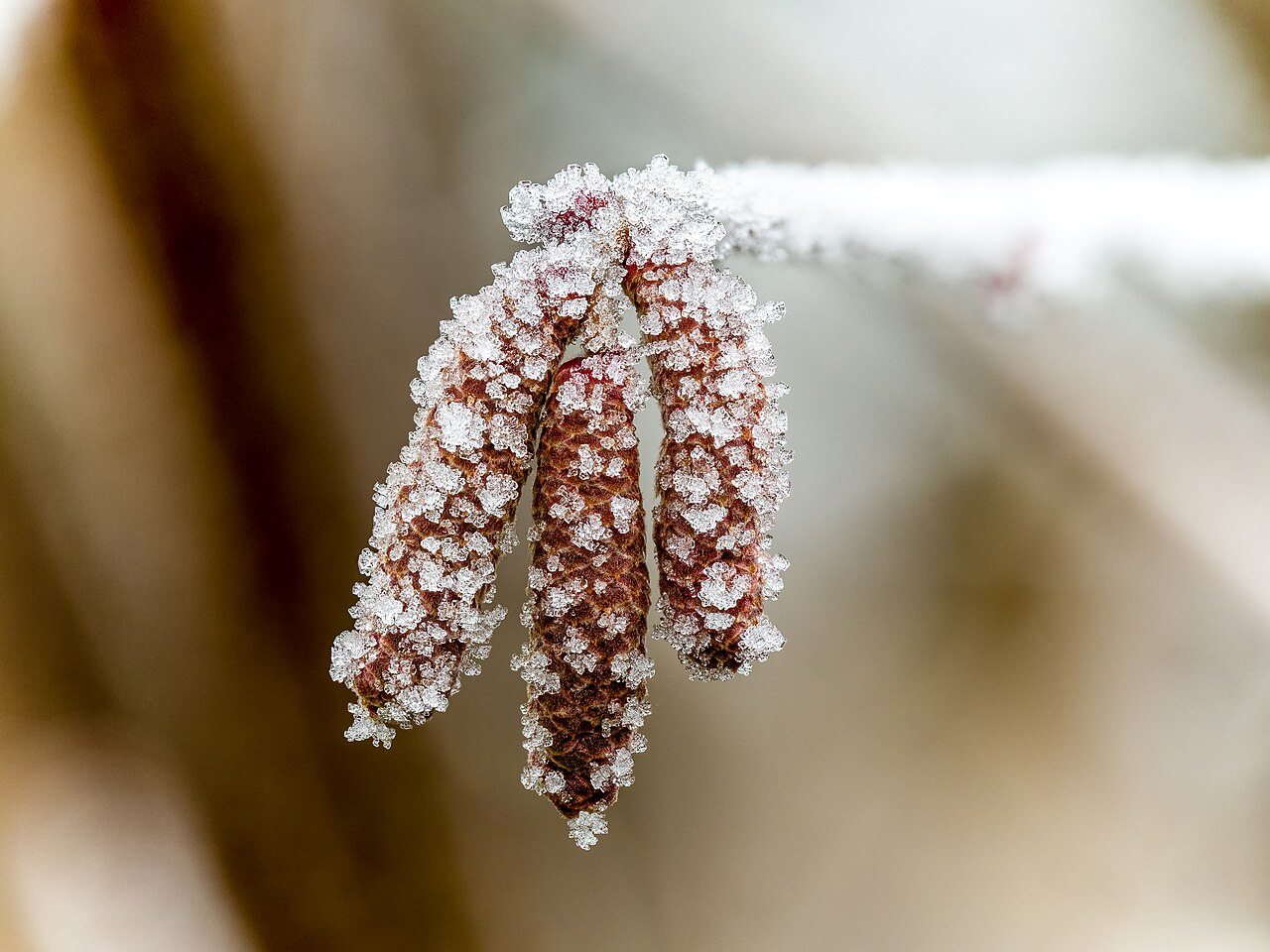 Hazelnut flower covered in frost after a frost event
