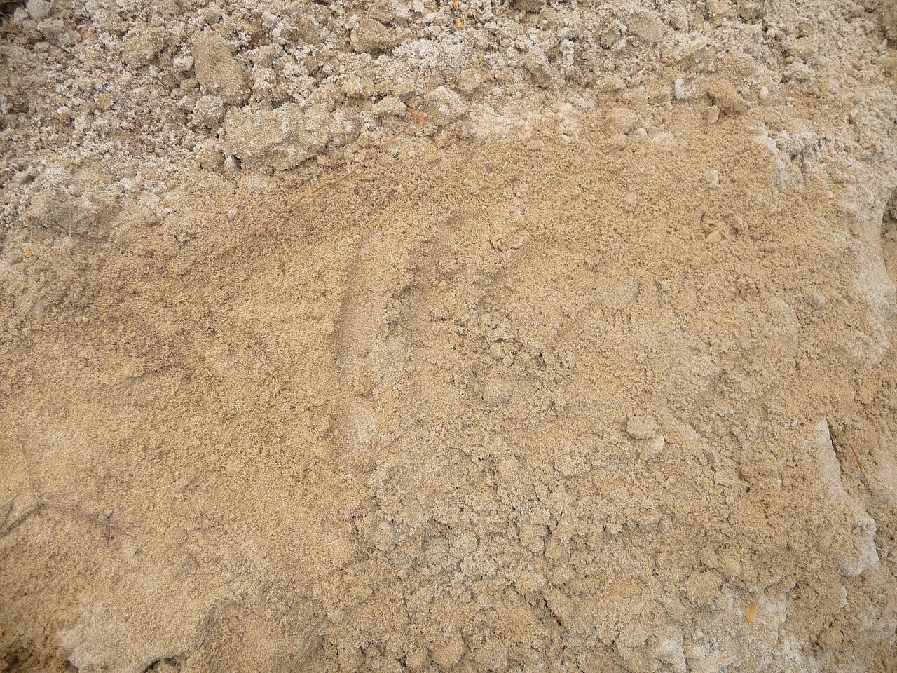 Sandy loam — an example of favorable soil texture for hazelnut
