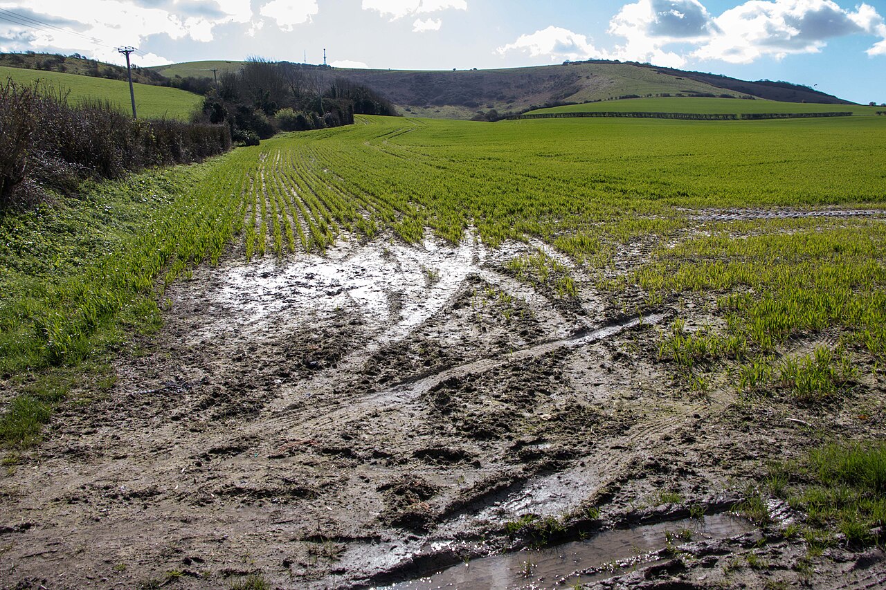 Waterlogged agricultural land with retained water — unfavorable for hazelnut