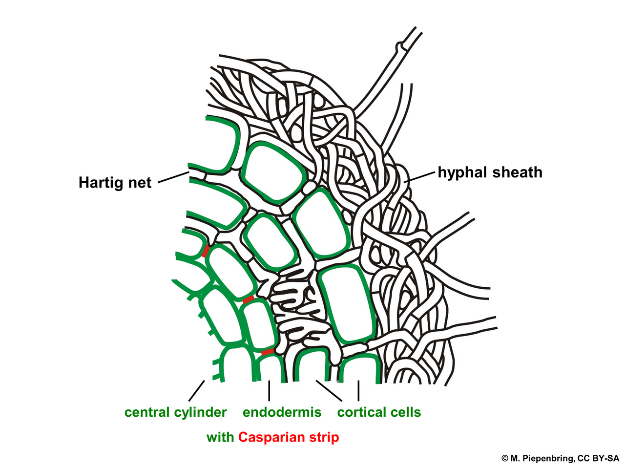 Microscopic view of ectomycorrhiza: fungal mantle and Hartig net on the root