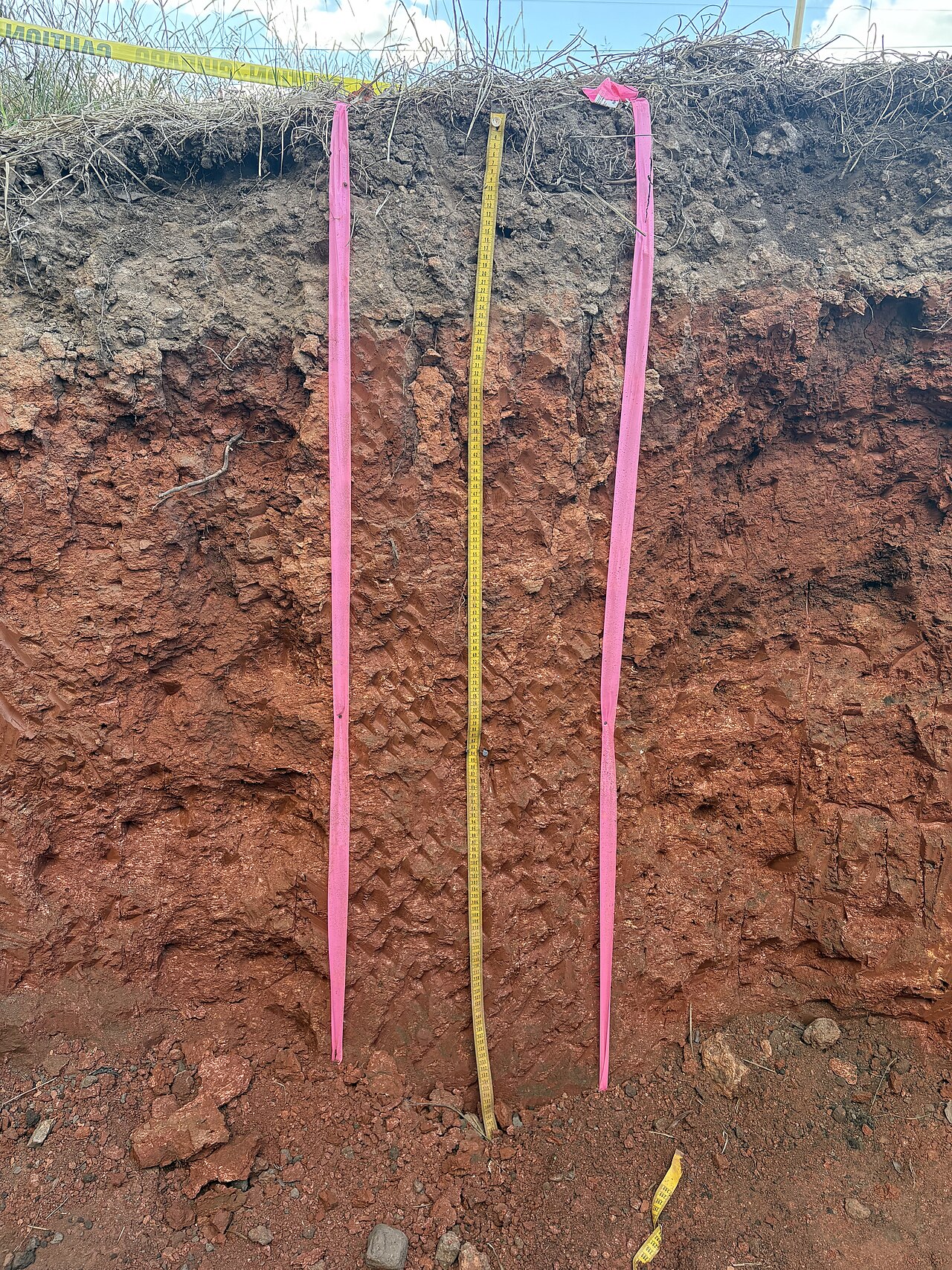 Soil profile with visible horizons
