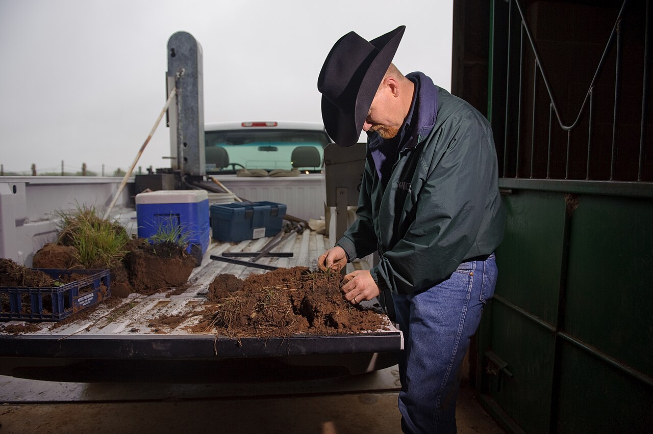A pedologist reviewing soil samples taken from the plot