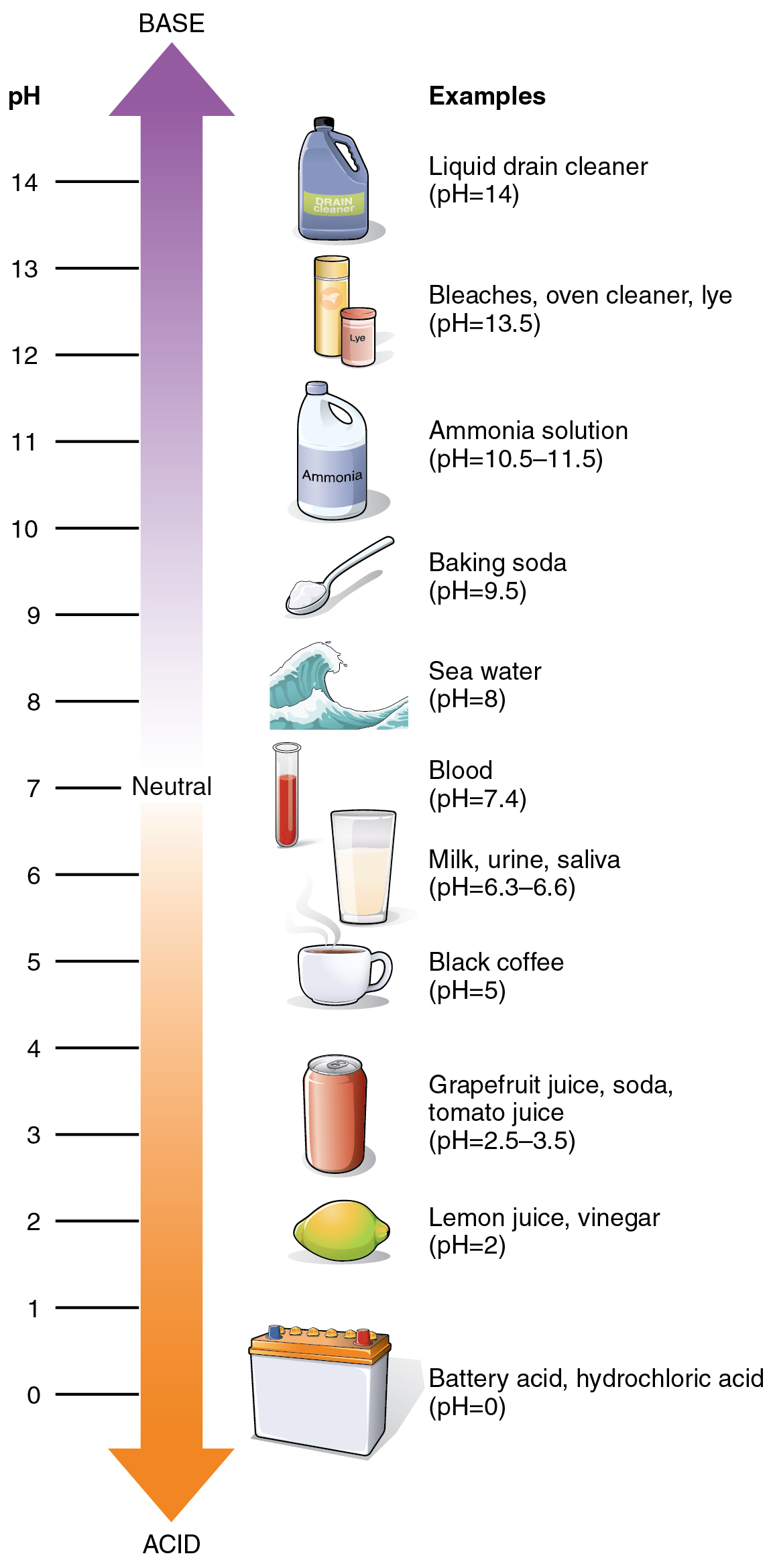 pH scale from acidic to alkaline with value ranges