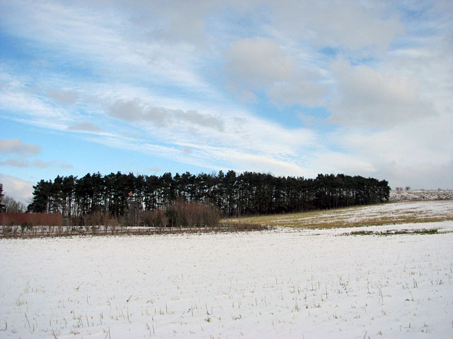 Windbreak tree belt along agricultural land