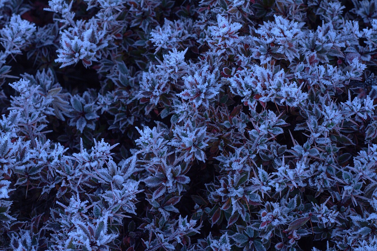 Frost on leaves after a clear night without wind (radiation frost)