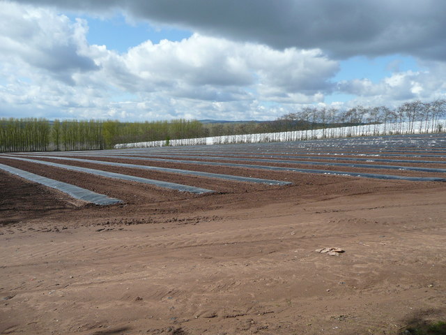 Hazelnut orchard soil preparation