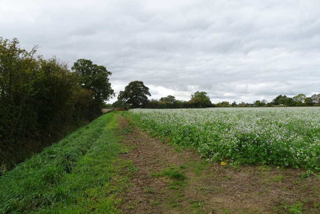 Drainage ditch along the edge of a cultivated plot collects and drains surface water