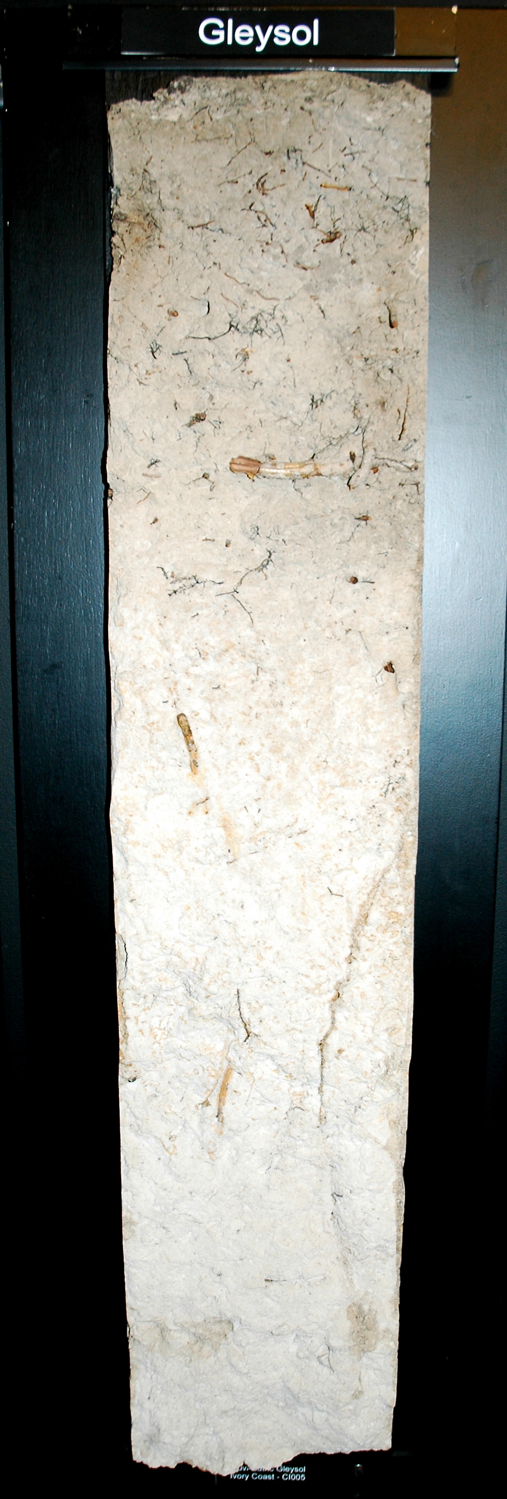 Monolith of gleyed soil (gley) — a soil type formed under periodic or permanent water saturation