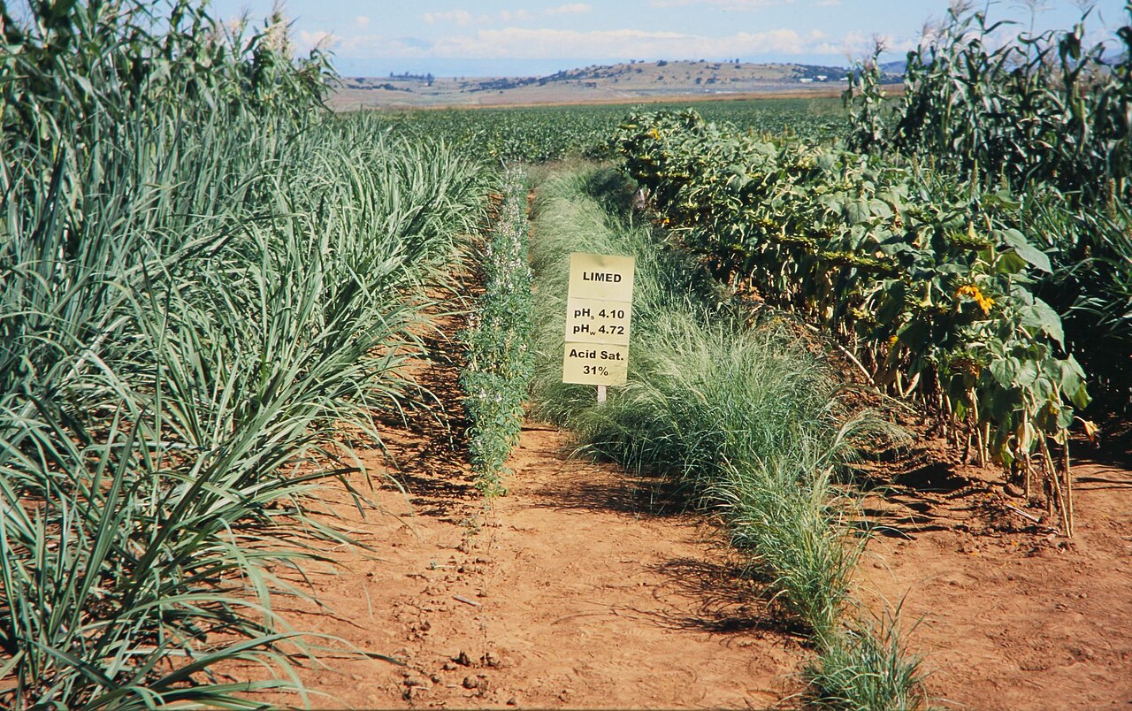 Test plot on acidic soil — crops with poorer growth due to low pH