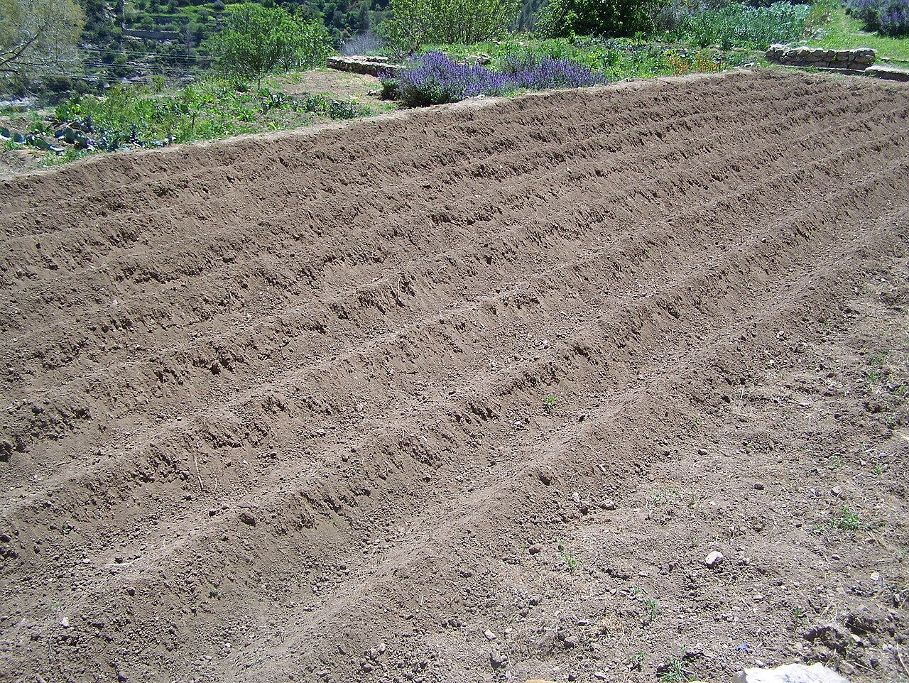 Tractor plowing a deep furrow with a plow during soil preparation