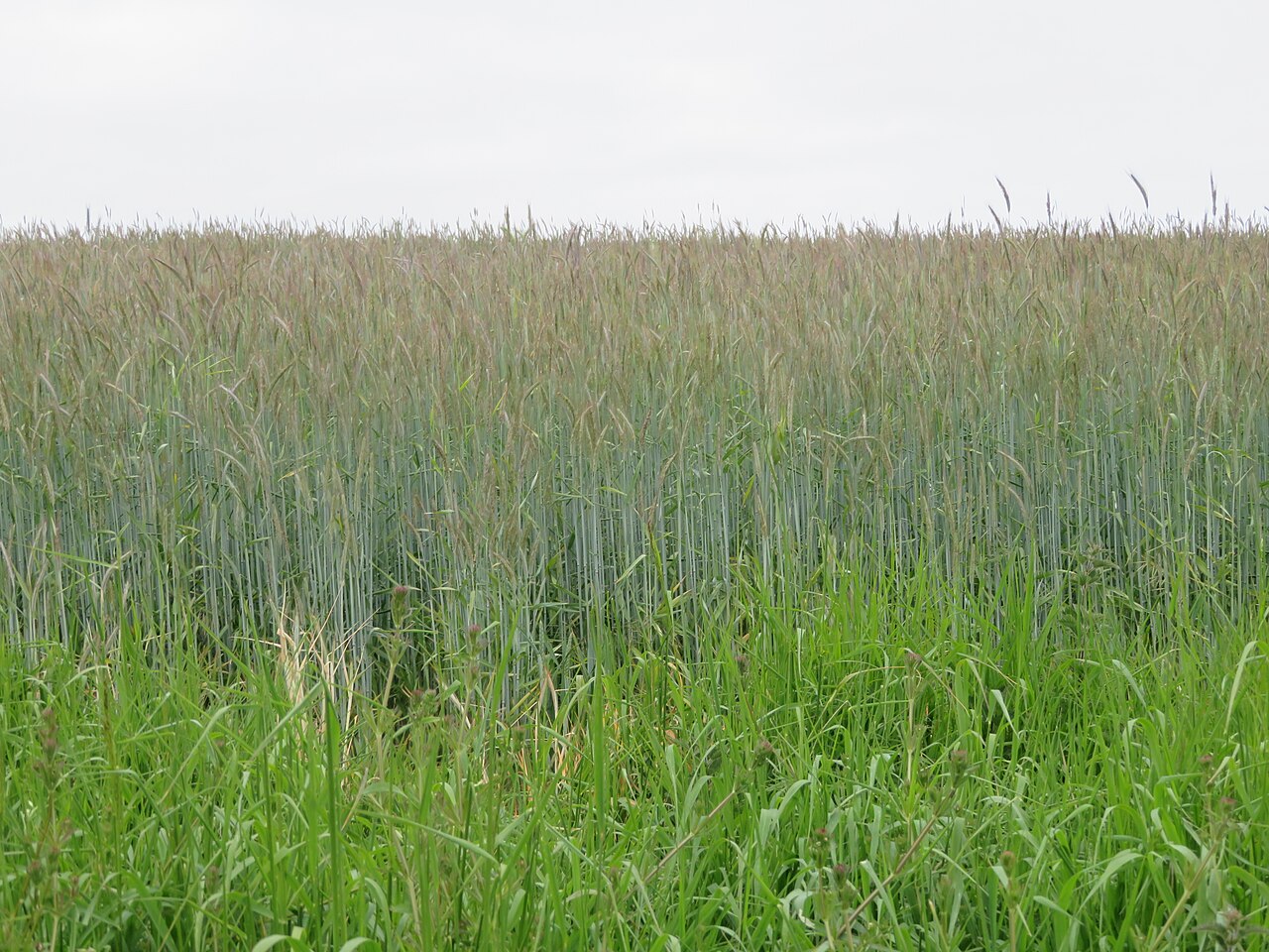 Winter rye crop (Secale cereale), a grass highly effective in weed suppression