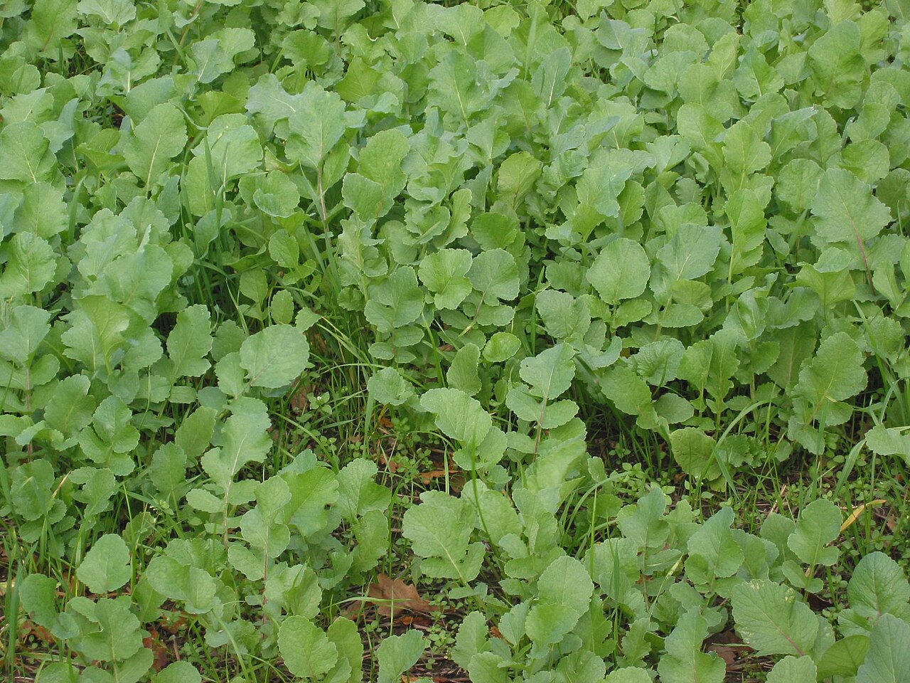 Tillage radish (Raphanus sativus subsp. oleiferus) as a green manure crop