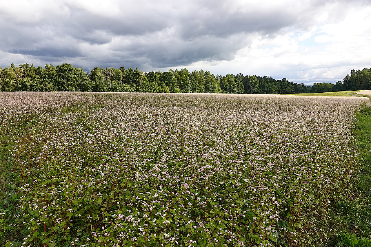 Buckwheat field (Fagopyrum esculentum) in bloom, a summer cover crop