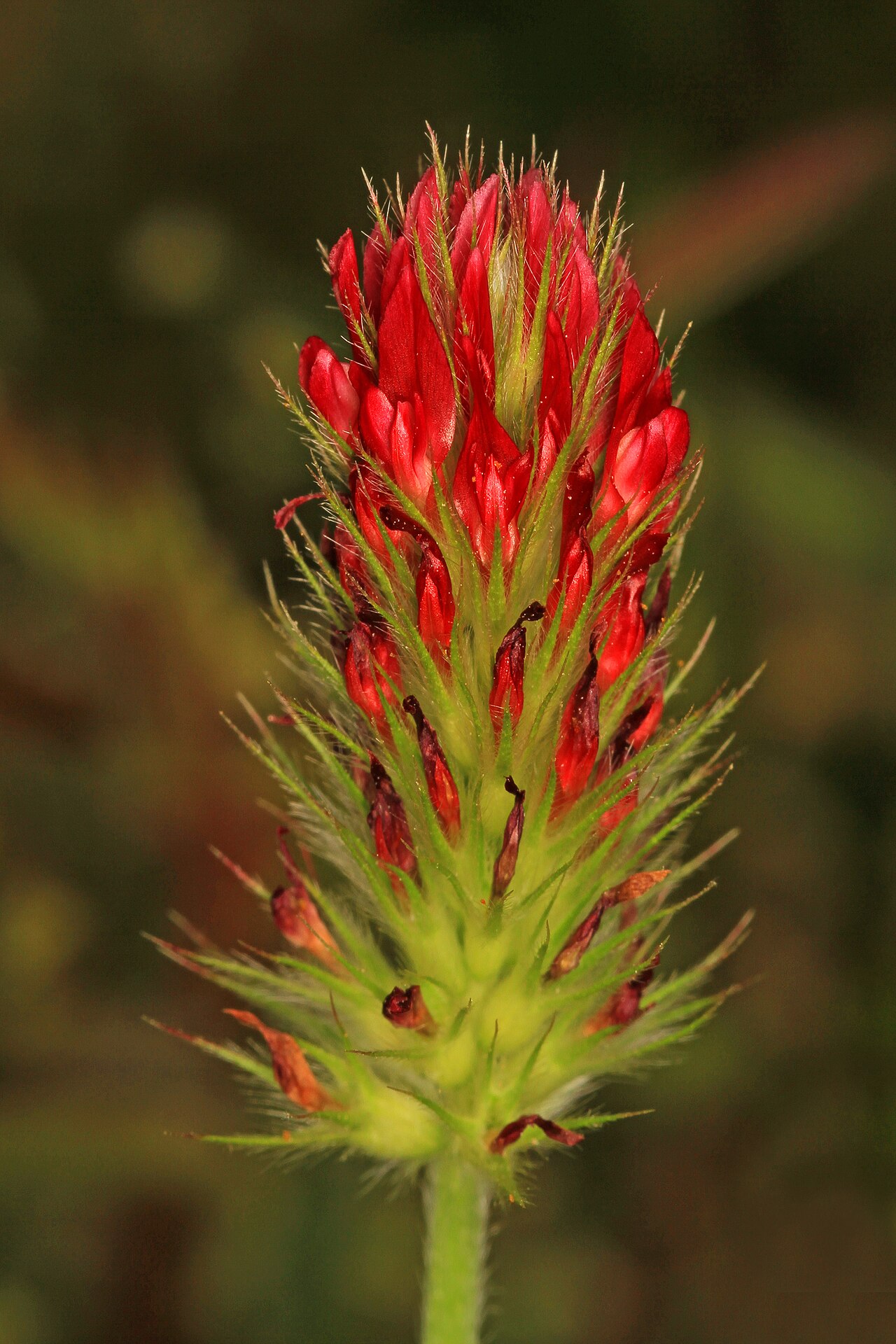 Crimson clover (Trifolium incarnatum) in bloom, a legume for sideration