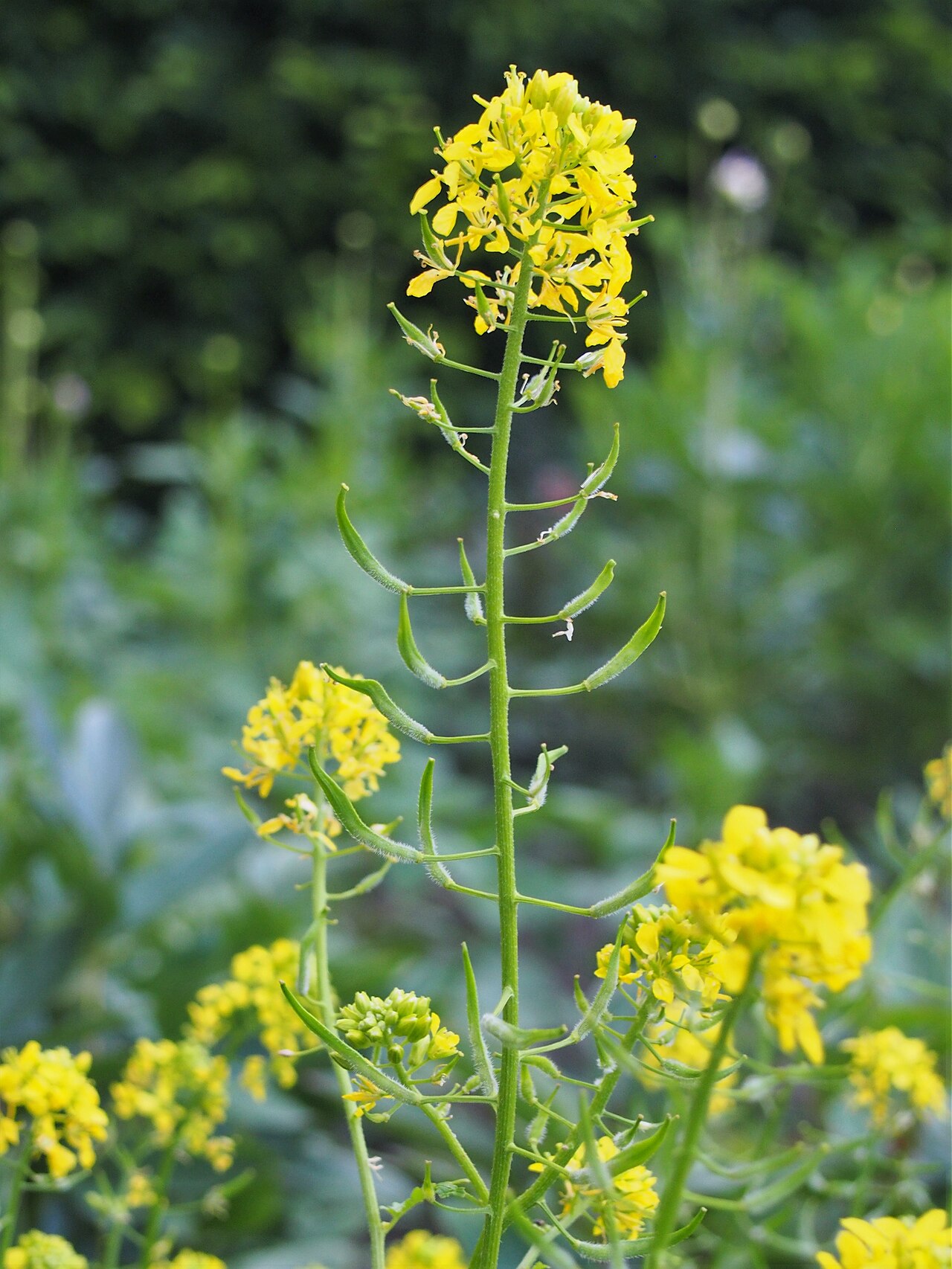 White mustard (Sinapis alba) in bloom, a brassica for green manuring