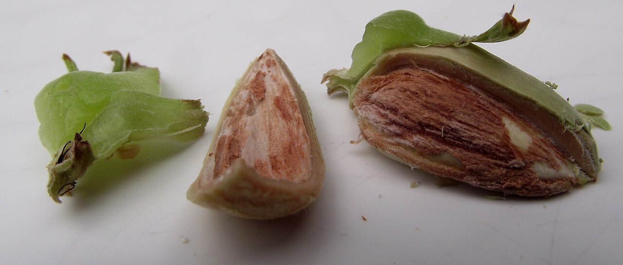 American hazel (Corylus americana), source of resistance to Anisogramma anomala
