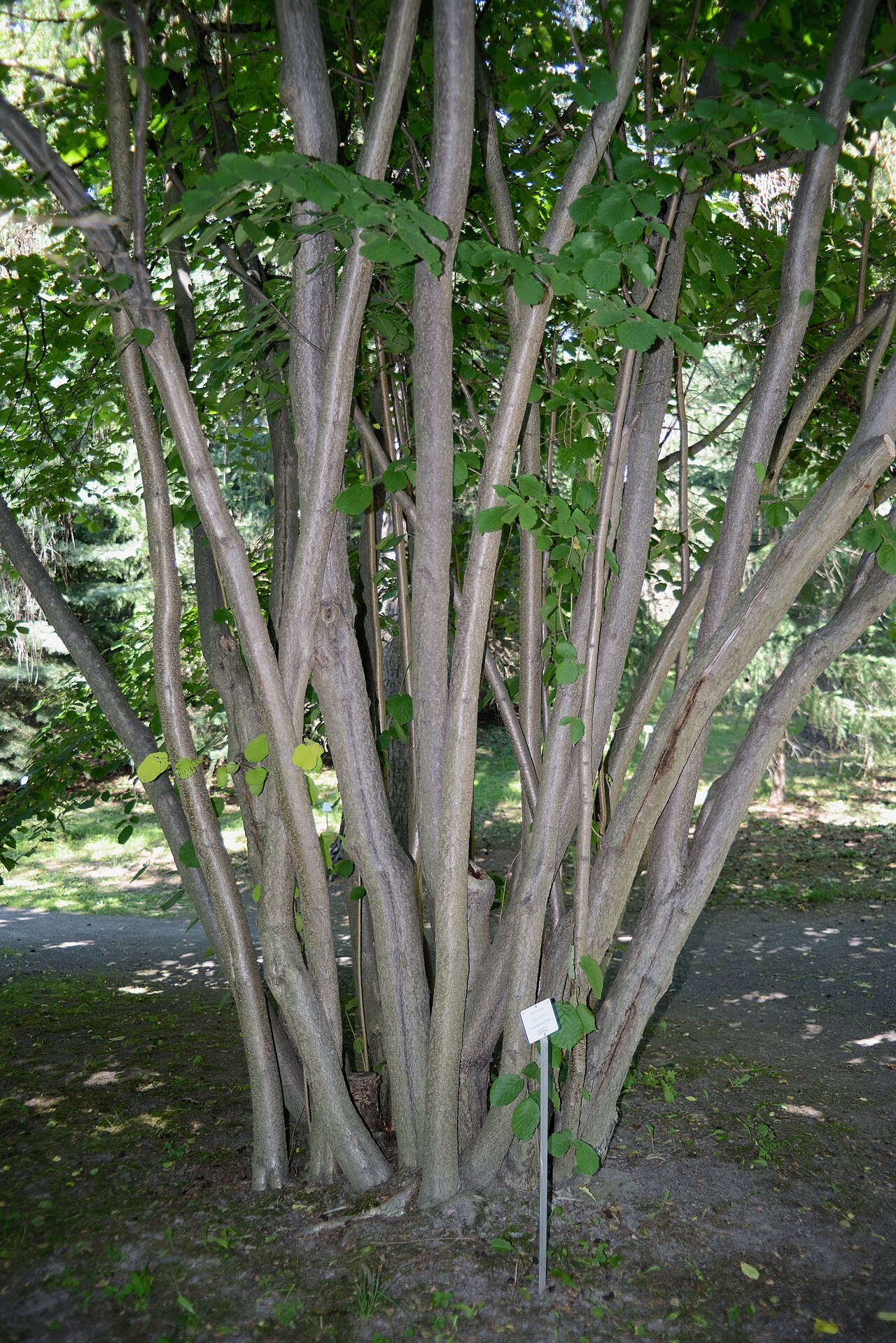 Ripe hazelnuts: in the husk, in the shell, and shelled kernel