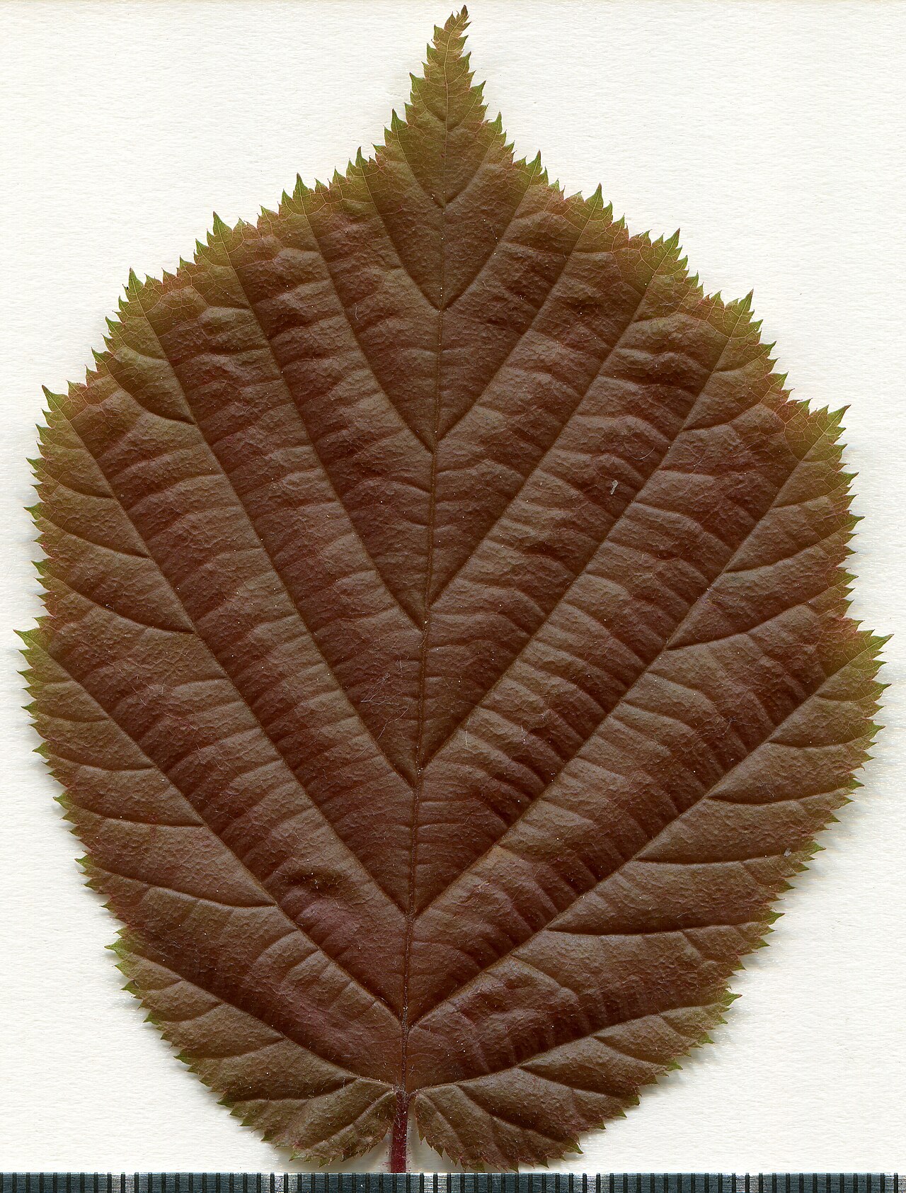 Hazelnut herbarium specimen (Corylus avellana) — morphological traits of leaves and nuts