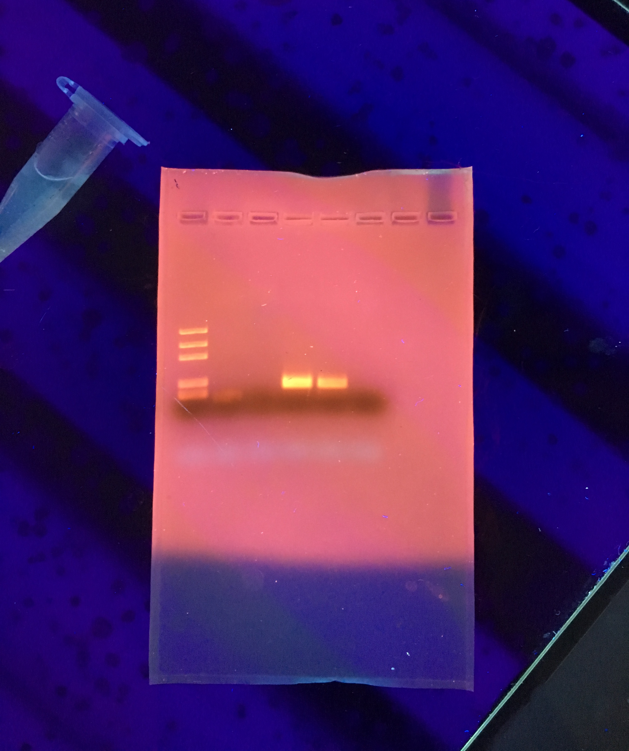 Agarose gel with separated DNA fragments after electrophoresis