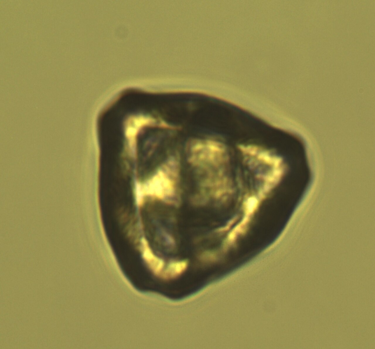 Hazelnut pollen grain under a microscope (400x magnification); S-alleles are determined by pollen analysis
