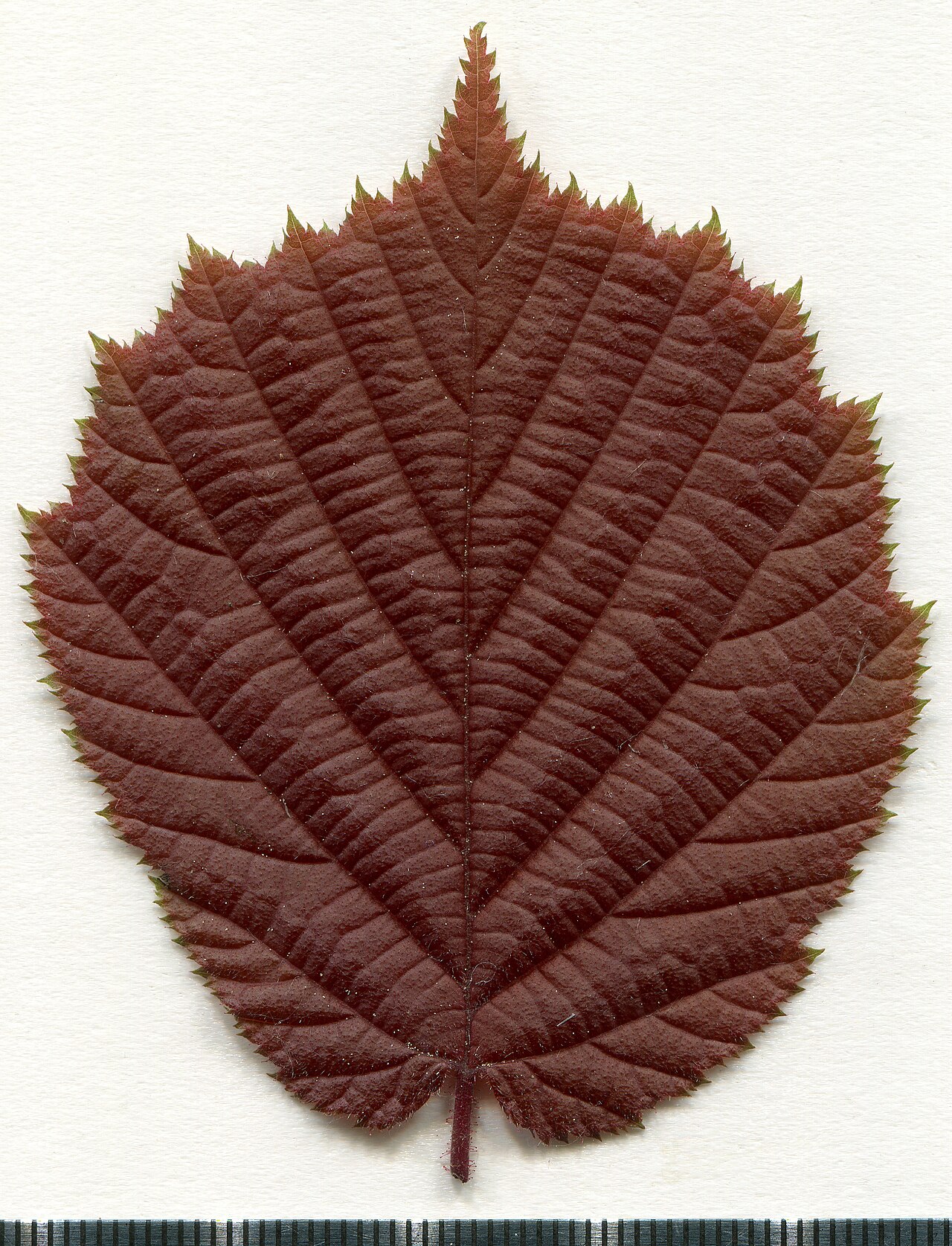 Herbarium leaf of European hazelnut (Corylus avellana), host of Eastern Filbert Blight