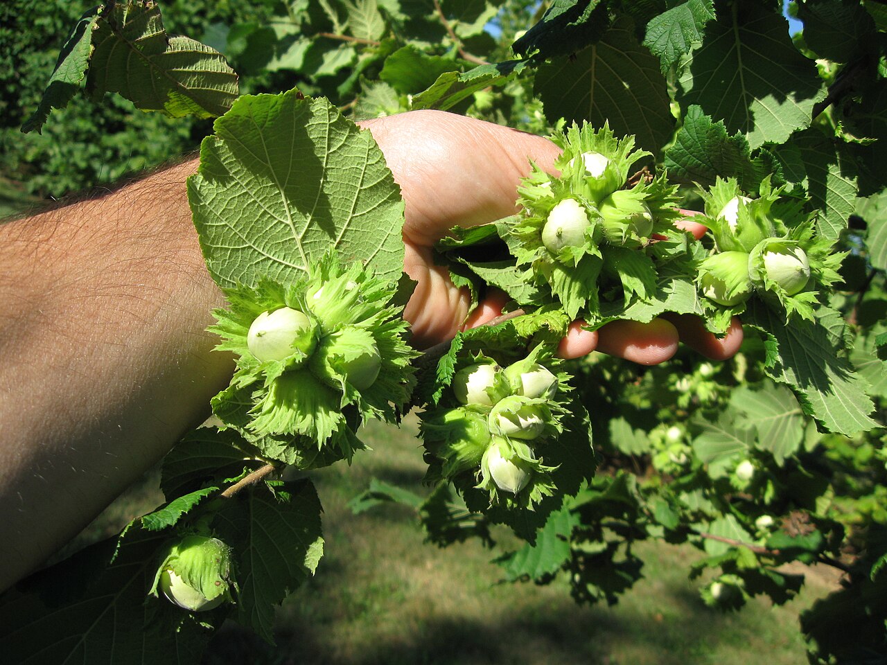 hand holding hazelnut branches