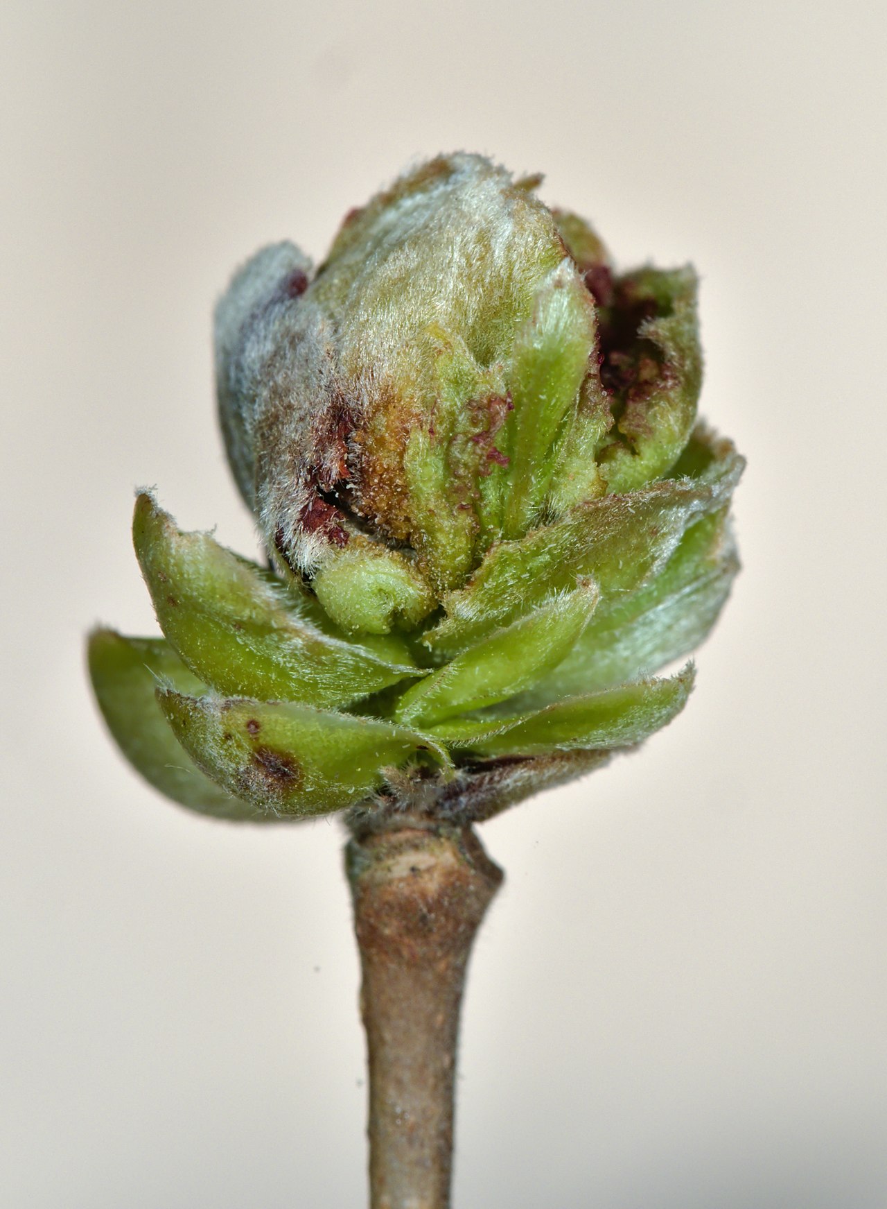 Hazelnut bud mite (Phytoptus avellanae) — 'McDonald' cultivar is also resistant to this pest