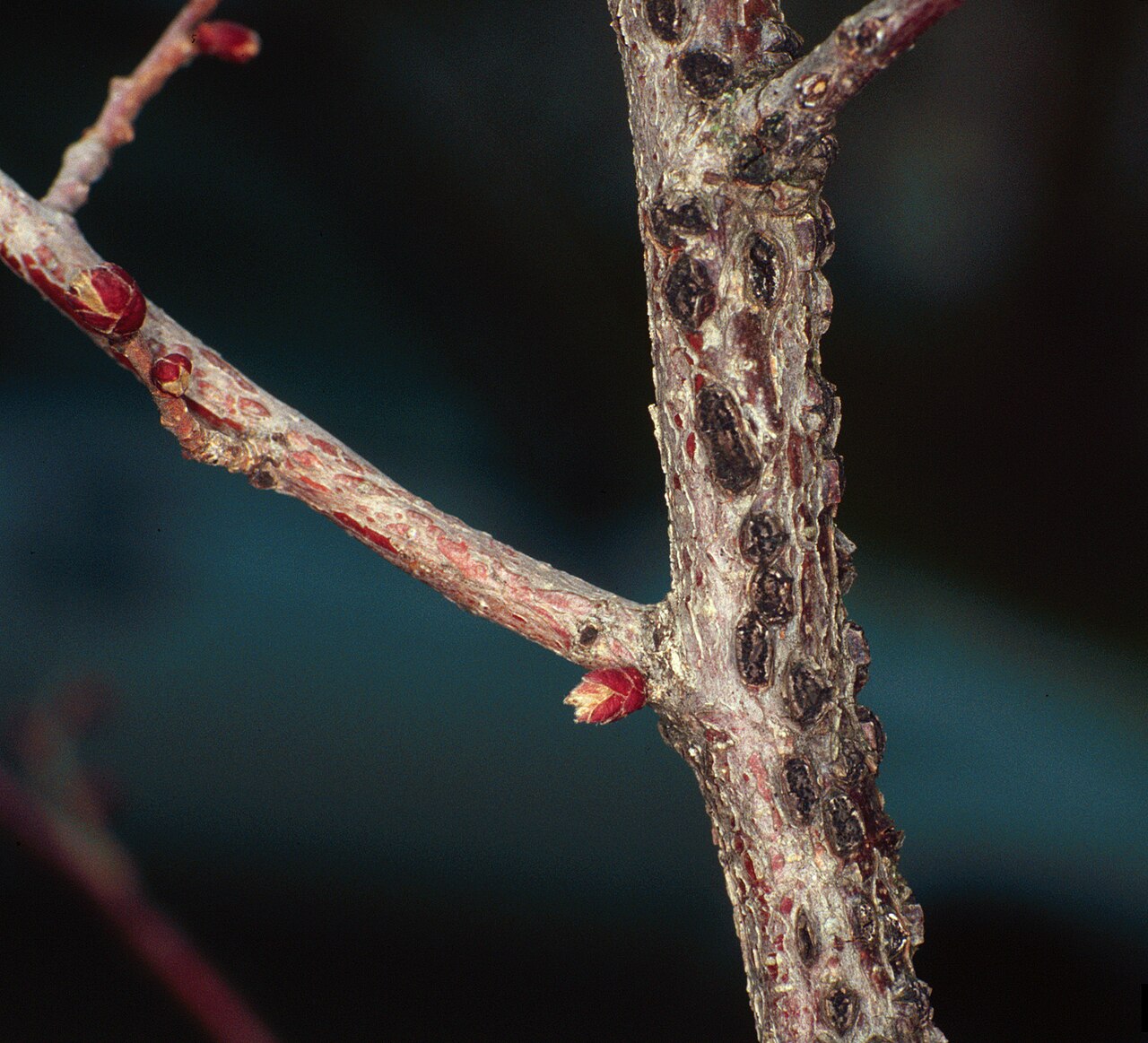 Symptoms of Eastern Filbert Blight (EFB) — black cankers with rows of stroma on the branch, pathogen Anisogramma anomala