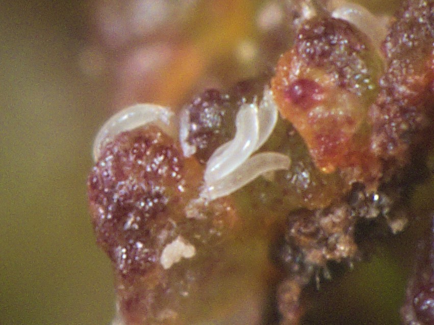 Hazelnut mite (Phytoptus avellanae), a pest to which Cosford is sensitive