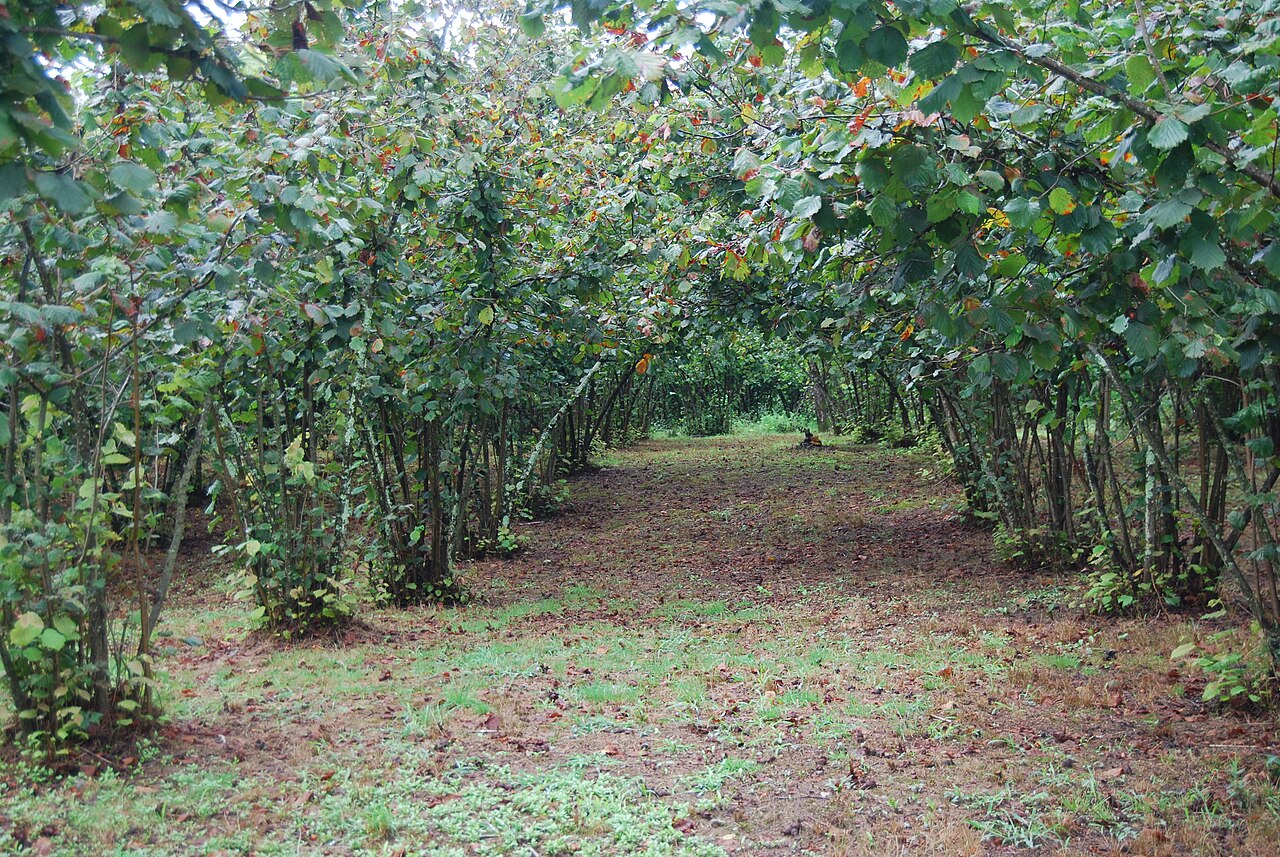 Cosford cultivar bush (Corylus avellana 'Cosford') in winter, covered in catkins