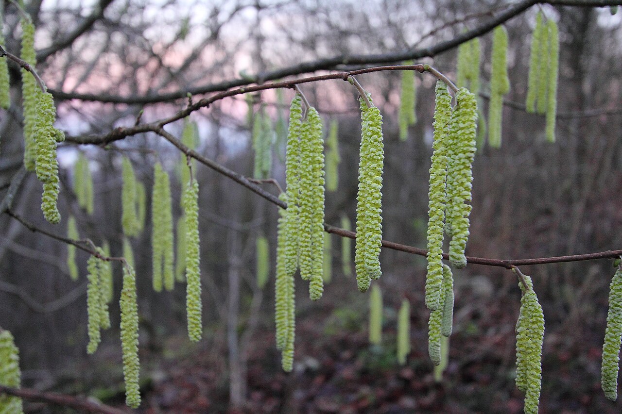 Hazelnut male catkins (flowers) releasing pollen