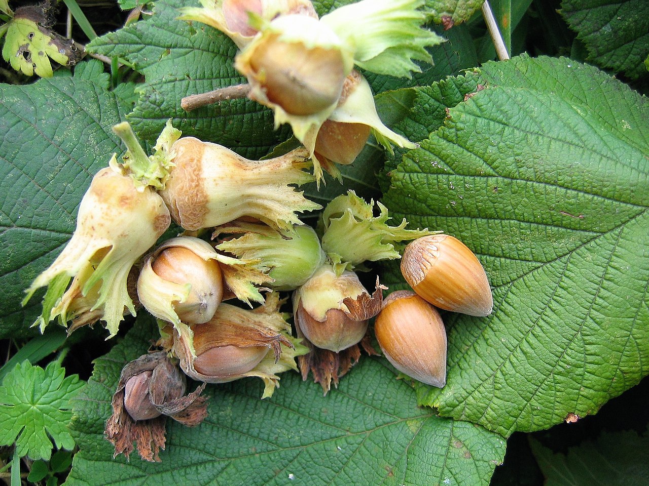 Hazelnuts (Corylus avellana) in the husk — generic illustration